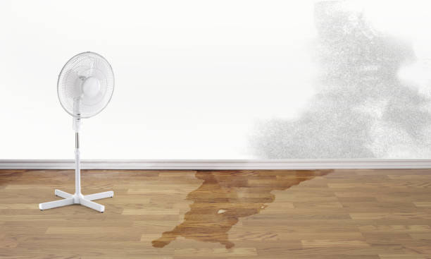 Best Basement water damage restoration  in Donald, OR
