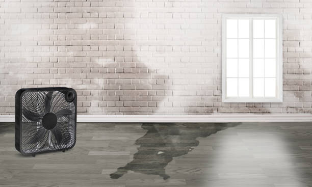 Best 24/7 water damage repair  in Donald, OR