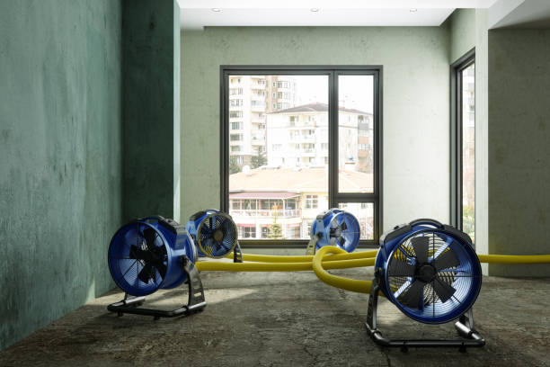 Best Mold removal after water damage  in Donald, OR